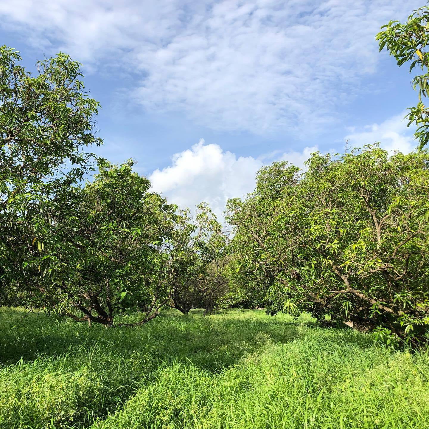 The Royal Heritage of Gir Kesar Mangoes : India's Golden Treasure